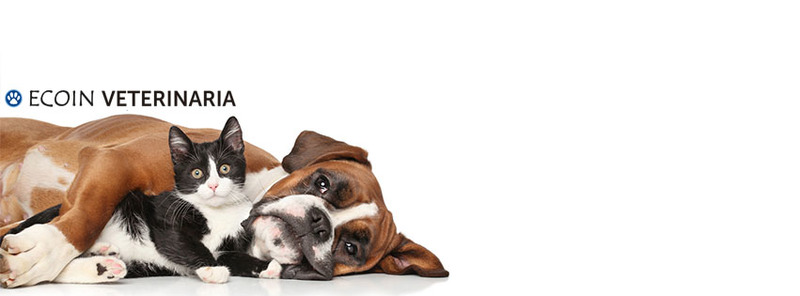 Ecoin Clinica Veterinaria